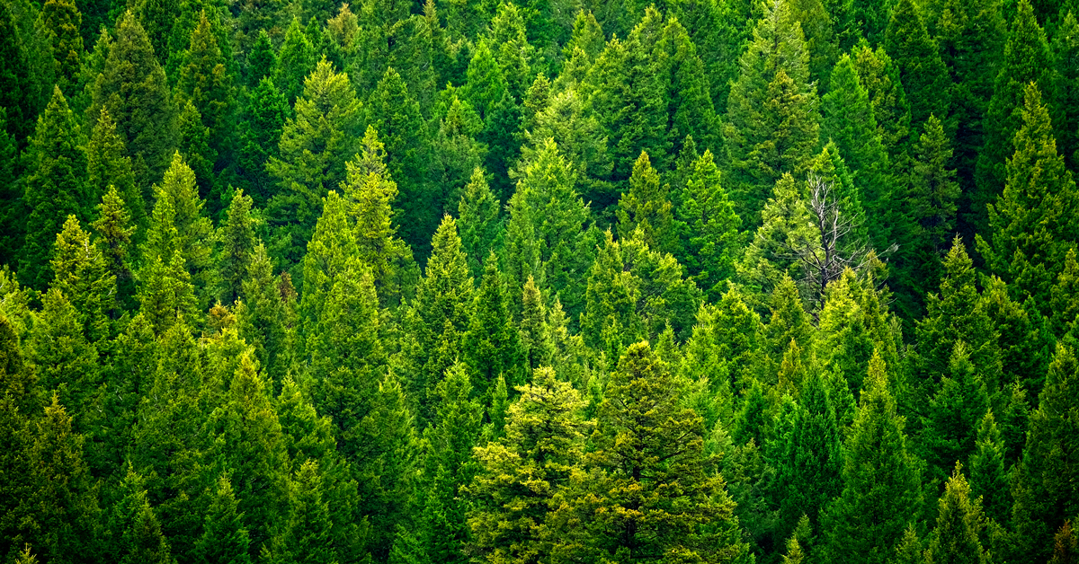 veduta di foresta