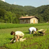immagine giovani agricoltori
