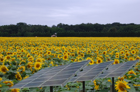 girasoli e pannelli fotovoltaici