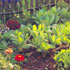 immagine orto-giardino