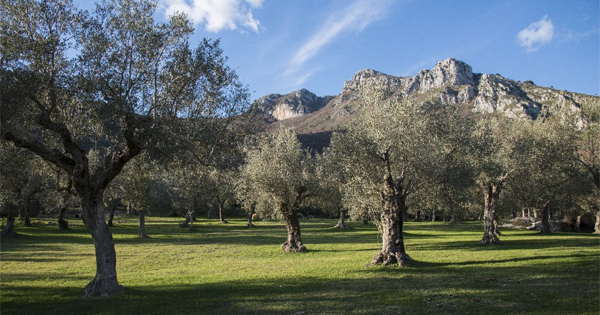 Parco regionale Storico agricolo dell'olivo di Venafro