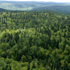 foto foresta