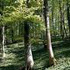 foreste