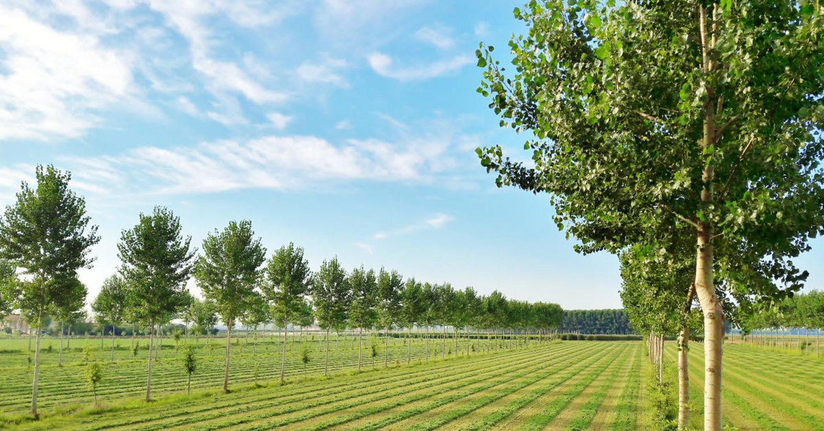 foto di agroforestazione