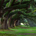 immagine natura