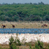 paesaggio biodiversit�