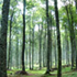 foreste