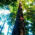 foreste