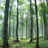 foreste