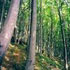 foreste