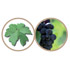 logo Umbria wine