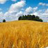 grano