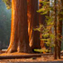 foreste