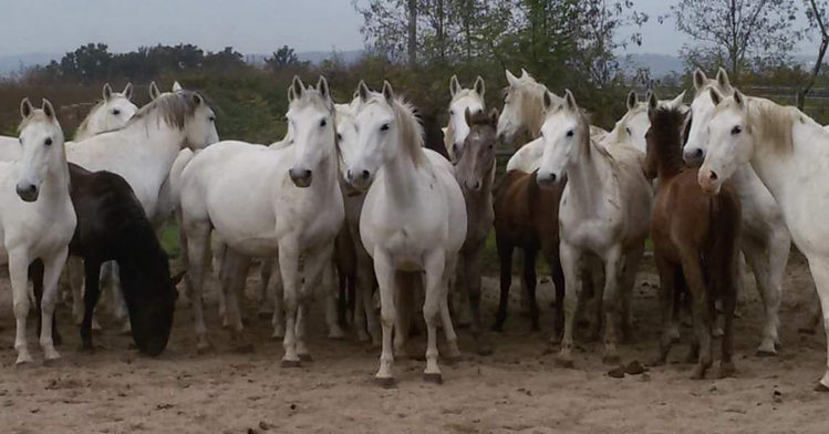 La tradizione dell'allevamento del cavallo Lipizzano