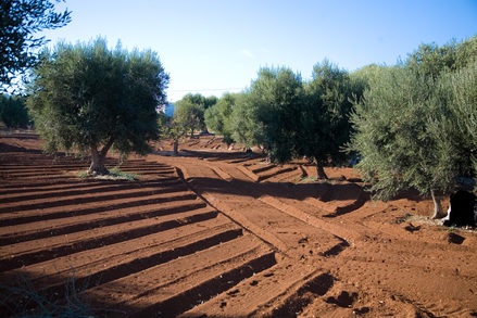 Uliveti nell'agro di Bitetto