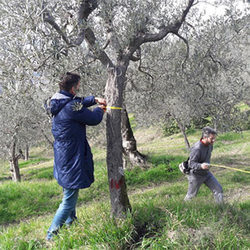 Fig.3 Acquisizione dei dati necessari per la quantificazione del carbonio stoccato dagli alberi